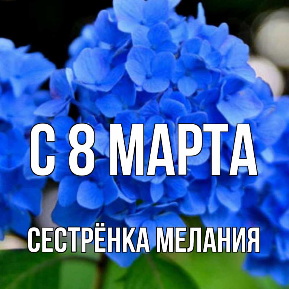 Открытка на каждый день с именем, Сестрёнка-Мелания С 8 марта синие цветы Прикольная открытка с пожеланием онлайн скачать бесплатно 