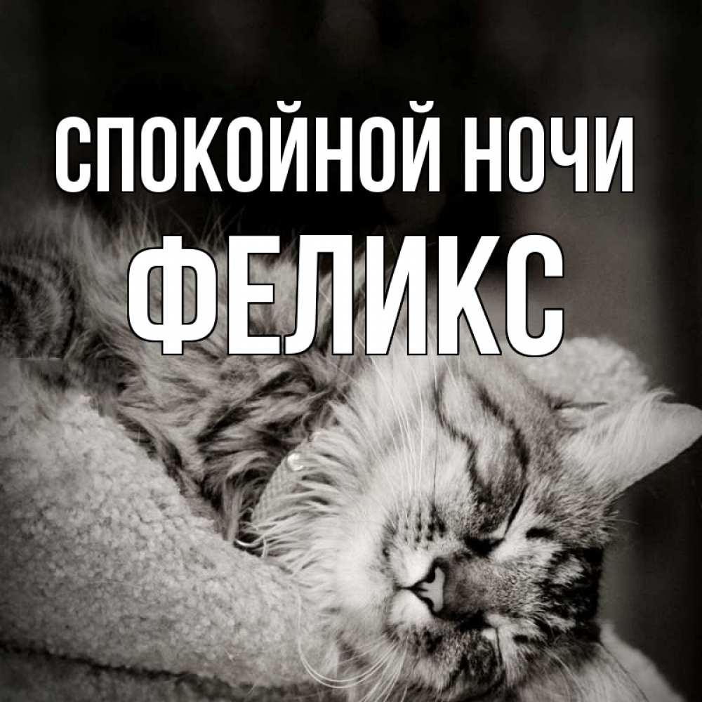 Открытка на каждый день с именем, Феликс Спокойной ночи котярик пушистый Прикольная открытка с пожеланием онлайн скачать бесплатно 