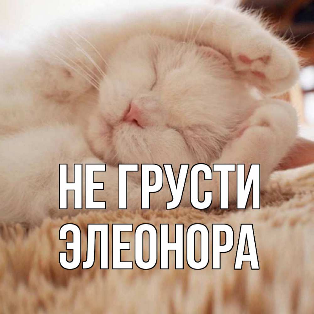 Открытка на каждый день с именем, Элеонора Не грусти белый кот Прикольная открытка с пожеланием онлайн скачать бесплатно 