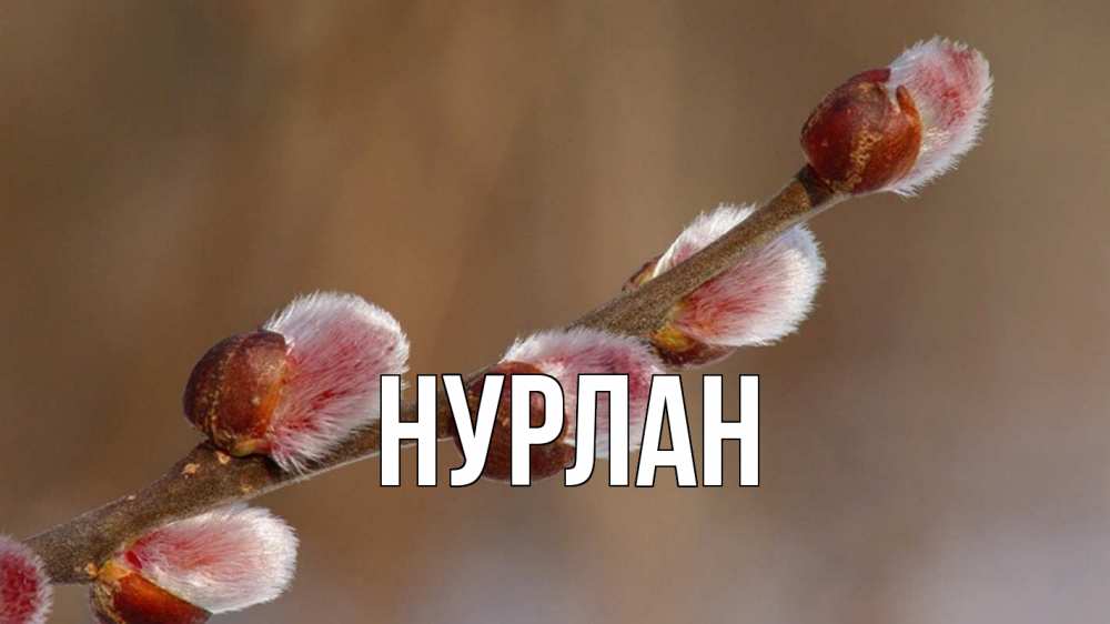 Открытка на каждый день с именем, Нурлан Главная верба Прикольная открытка с пожеланием онлайн скачать бесплатно 