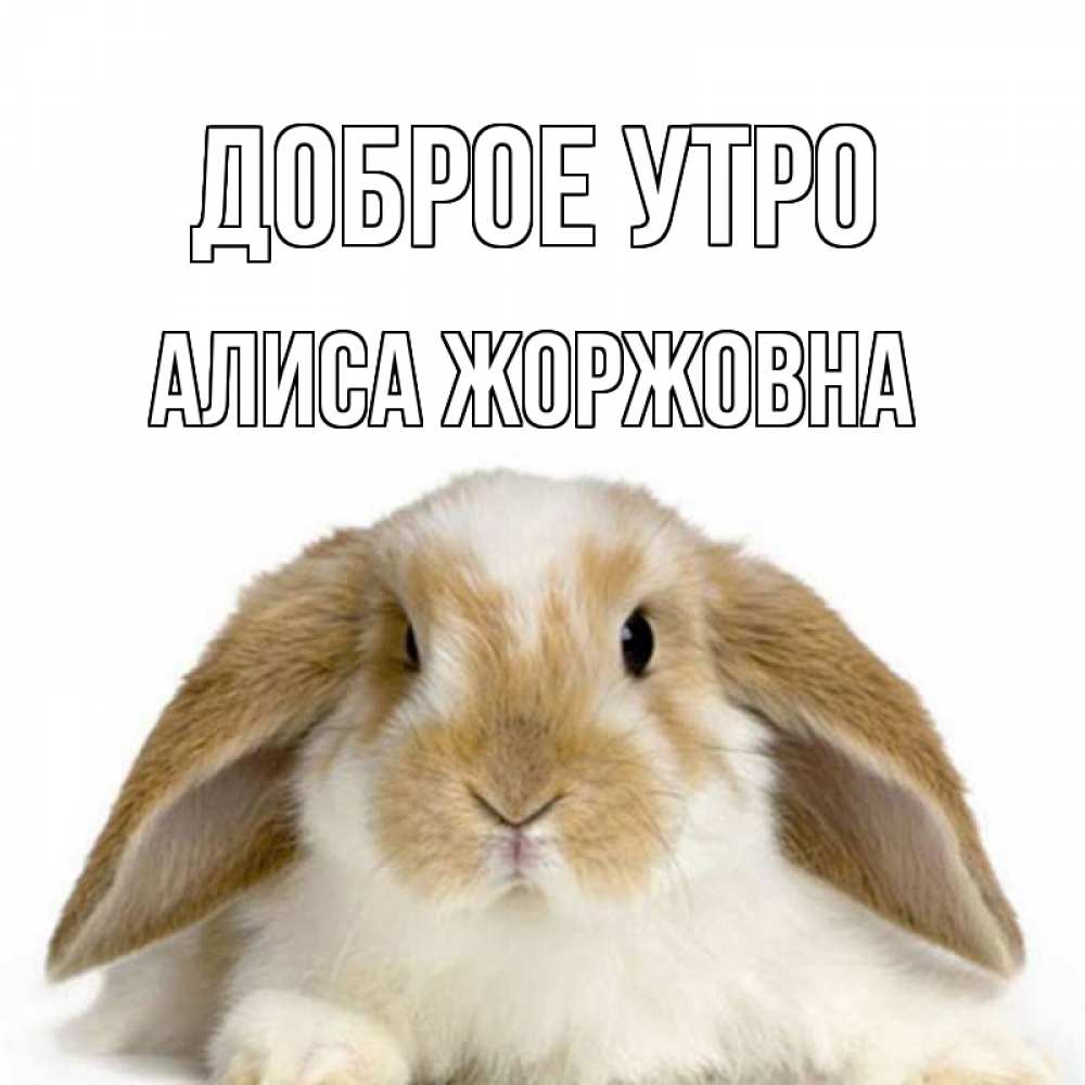 Картинка Доброе утро, Алиса Жоржовна