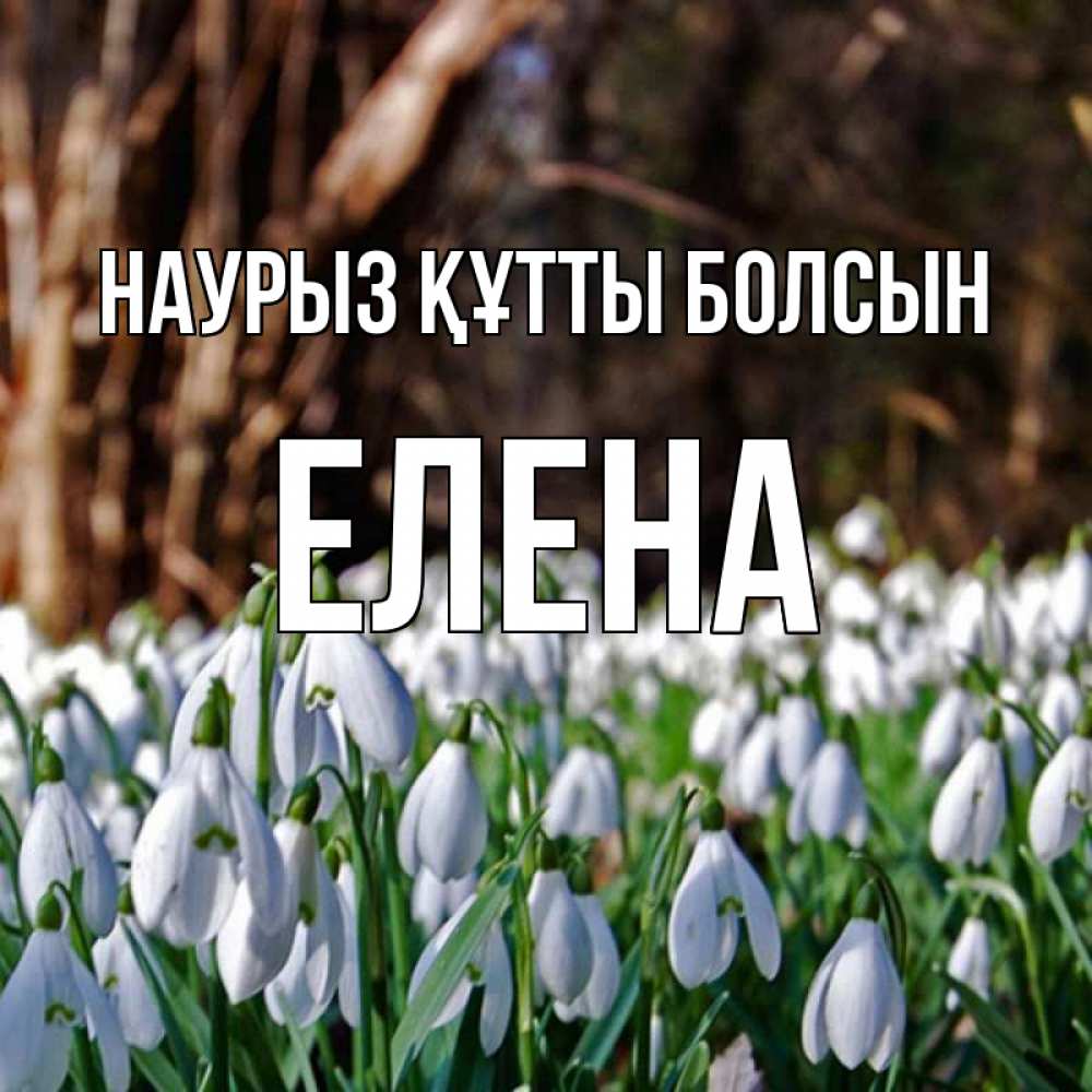 Открытка на каждый день с именем, Елена Наурыз құтты болсын с подснежниками 1 Прикольная открытка с пожеланием онлайн скачать бесплатно 