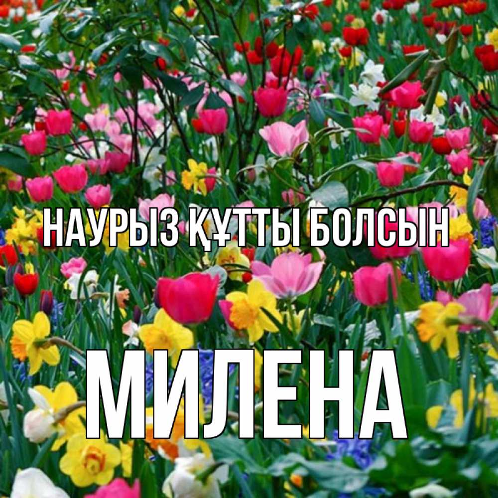 Открытка на каждый день с именем, Милена Наурыз құтты болсын с наурызом поздравления для женщины Прикольная открытка с пожеланием онлайн скачать бесплатно 