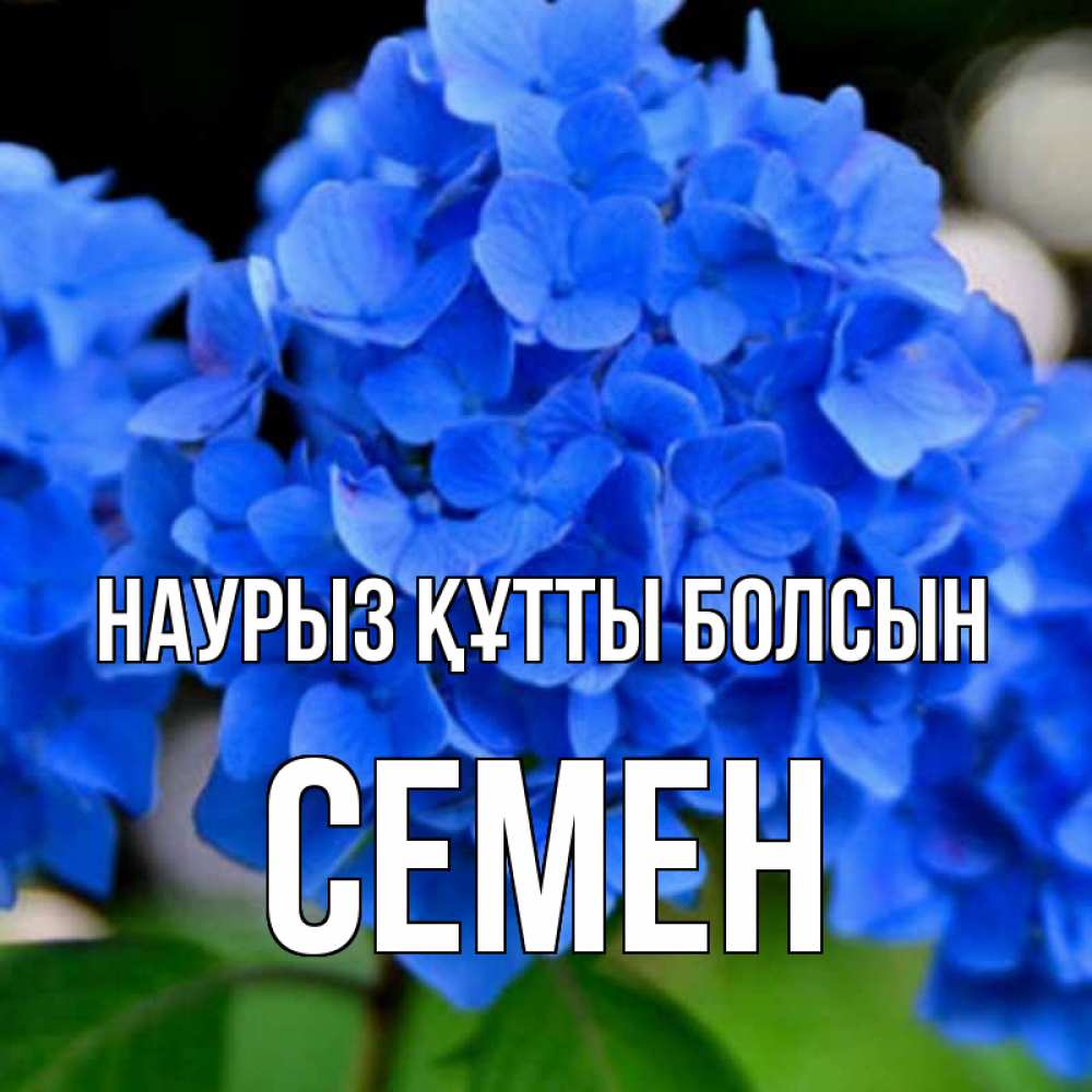 Открытка на каждый день с именем, Семен Наурыз құтты болсын синие цветы Прикольная открытка с пожеланием онлайн скачать бесплатно 