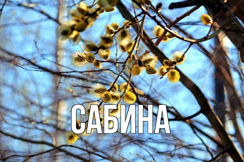 Открытка на каждый день с именем, Сабина Главная верба Прикольная открытка с пожеланием онлайн скачать бесплатно 