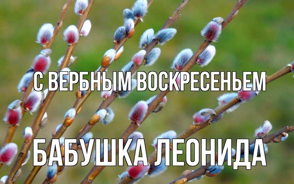 Открытка на каждый день с именем, Бабушка-Леонида С вербным воскресеньем верба Прикольная открытка с пожеланием онлайн скачать бесплатно 