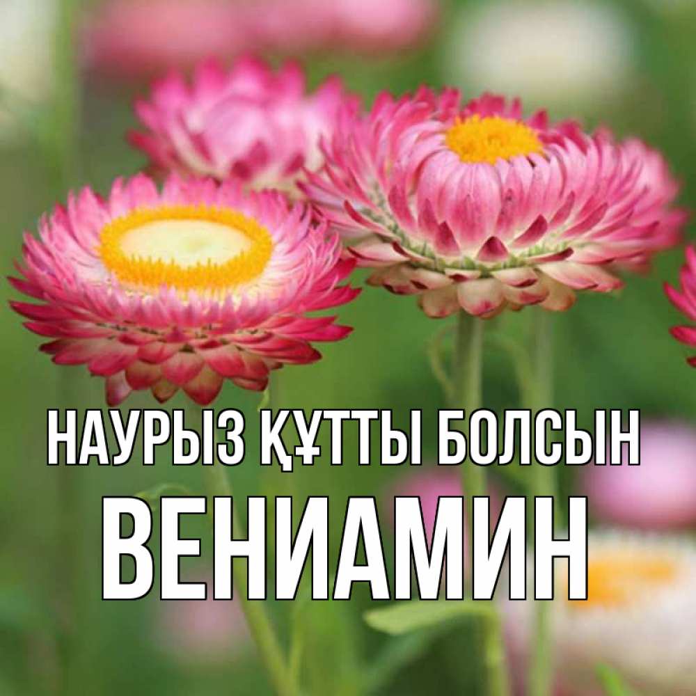 Открытка на каждый день с именем, Вениамин Наурыз құтты болсын подарок на международный женский день Прикольная открытка с пожеланием онлайн скачать бесплатно 