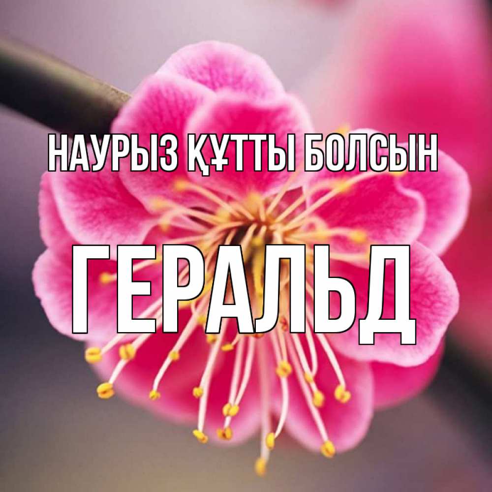 Открытка на каждый день с именем, Геральд Наурыз құтты болсын цветы Прикольная открытка с пожеланием онлайн скачать бесплатно 