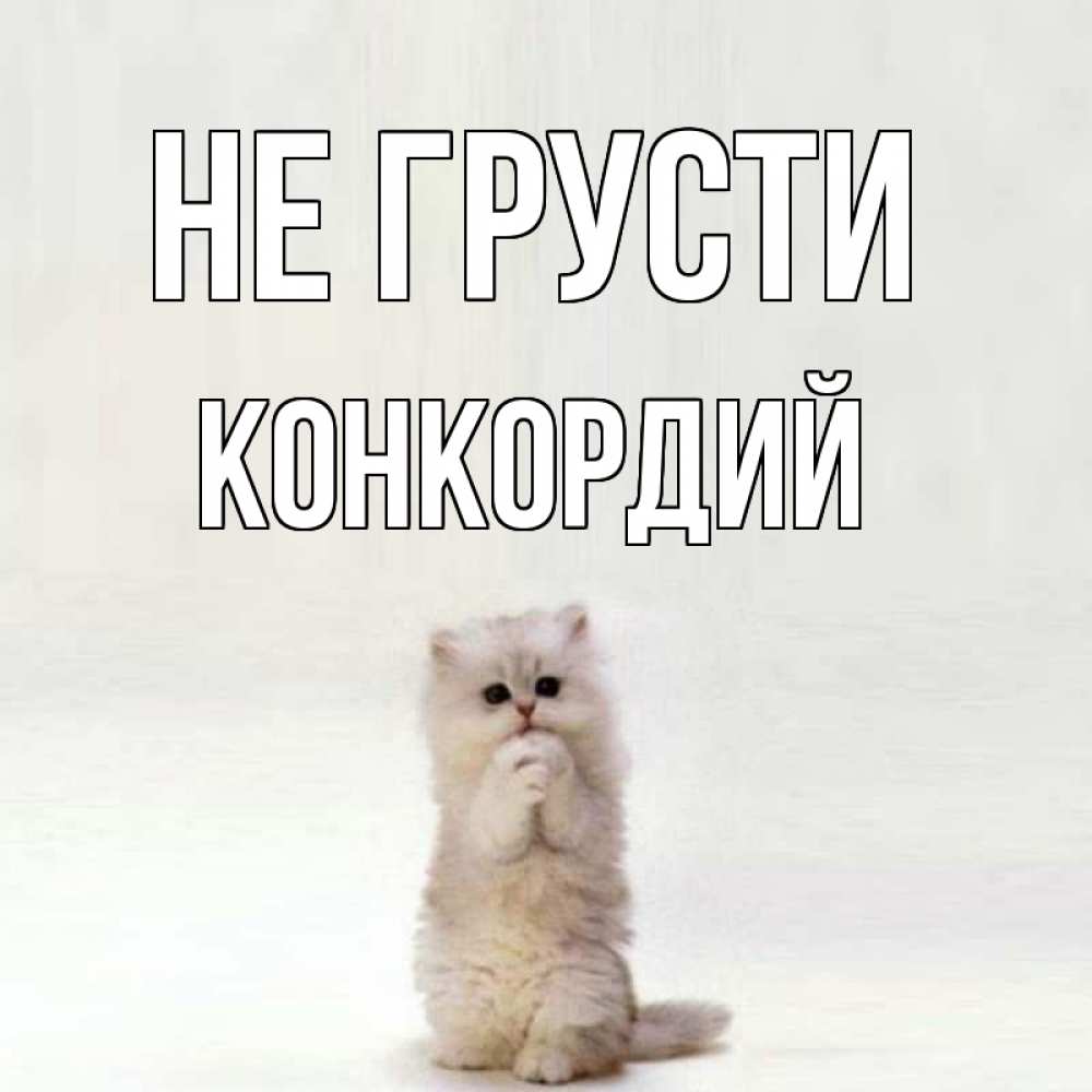 Открытка на каждый день с именем, Конкордий Не грусти грустный кот Прикольная открытка с пожеланием онлайн скачать бесплатно 