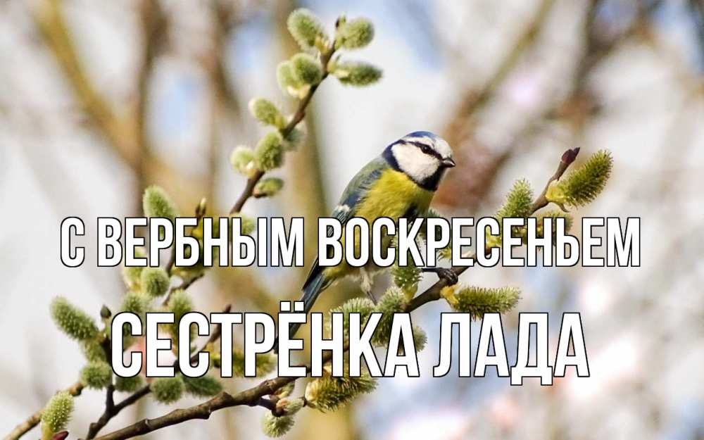 Открытка на каждый день с именем, Сестрёнка-Лада С вербным воскресеньем верба Прикольная открытка с пожеланием онлайн скачать бесплатно 