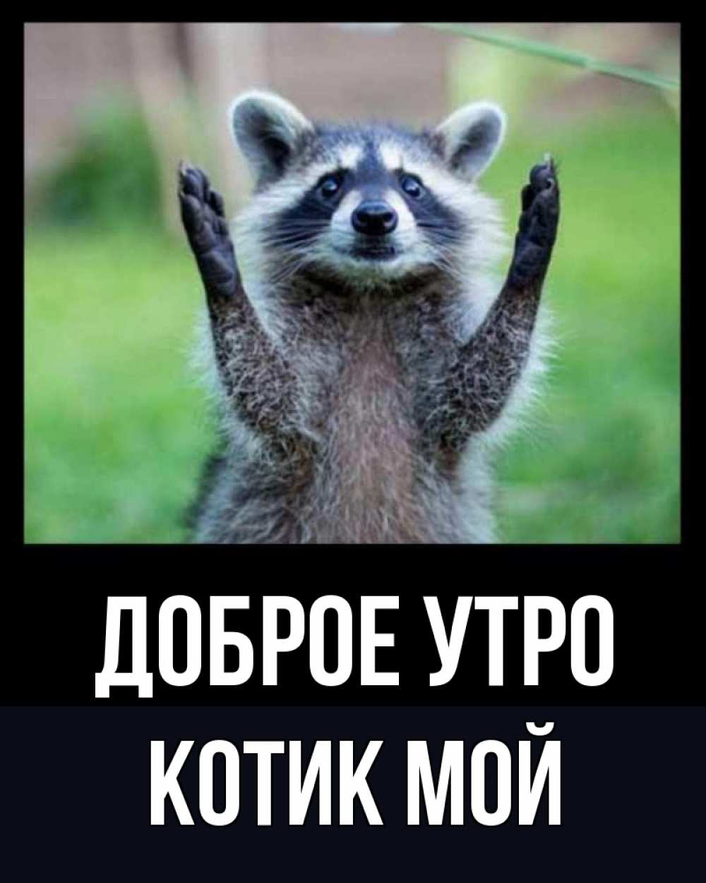 Открытка на каждый день с именем, котик-мой Доброе утро хорошее настроение утречком Прикольная открытка с пожеланием онлайн скачать бесплатно 