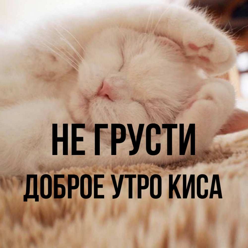 Доброе утро с кисами картинки