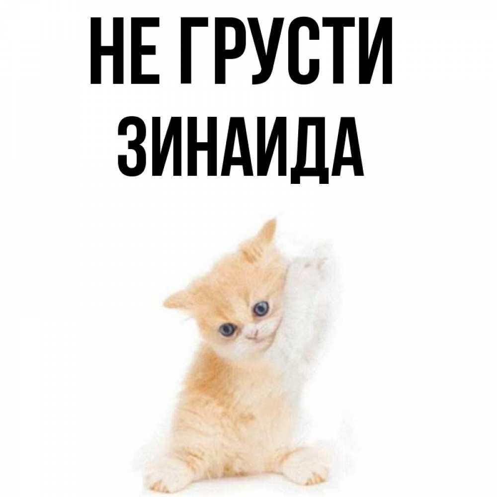 Открытка на каждый день с именем, Зинаида Не грусти просящий кот Прикольная открытка с пожеланием онлайн скачать бесплатно 