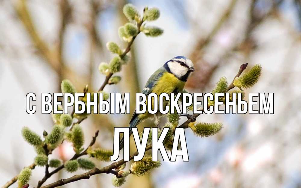 Открытка на каждый день с именем, Лука С вербным воскресеньем верба Прикольная открытка с пожеланием онлайн скачать бесплатно 