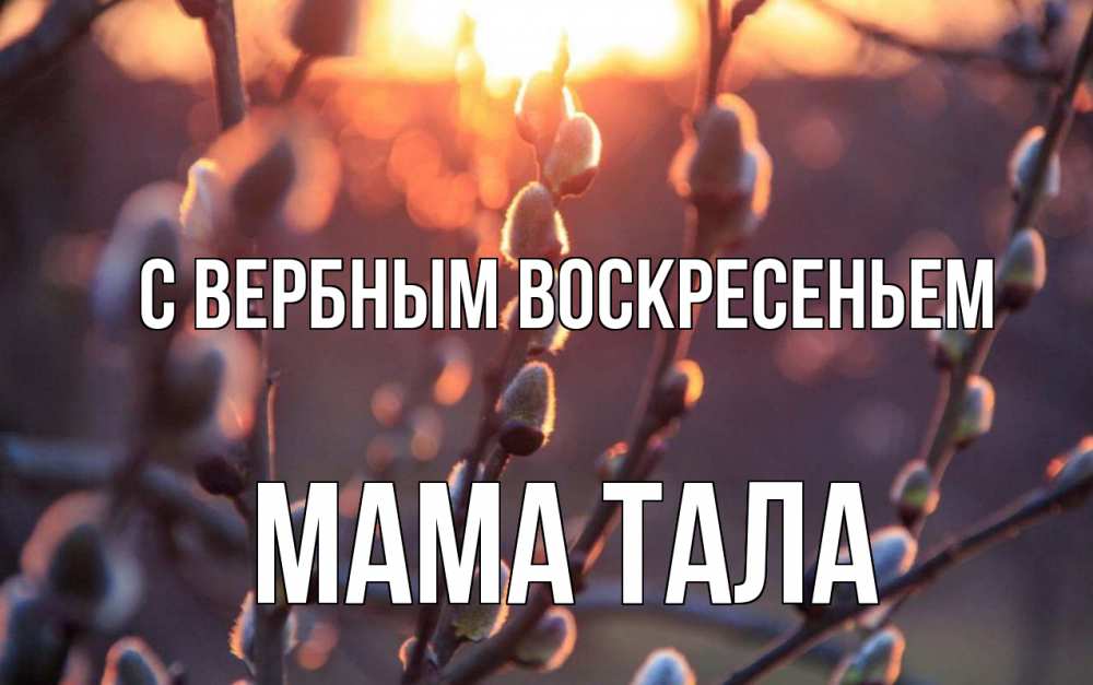 Открытка на каждый день с именем, Мама-Тала С вербным воскресеньем верба Прикольная открытка с пожеланием онлайн скачать бесплатно 