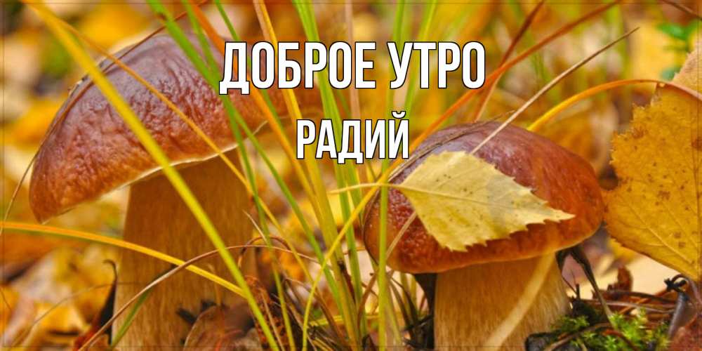 Открытка на каждый день с именем, Радий Доброе утро осенние грибы Прикольная открытка с пожеланием онлайн скачать бесплатно 