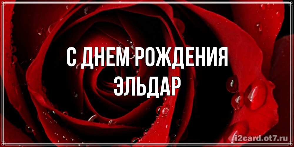 Открытка на каждый день с именем, Эльдар С днем рождения крупная бордовая роза Прикольная открытка с пожеланием онлайн скачать бесплатно 
