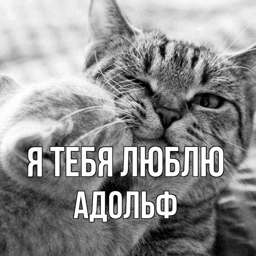 Открытка на каждый день с именем, Адольф Я тебя люблю коты Прикольная открытка с пожеланием онлайн скачать бесплатно 