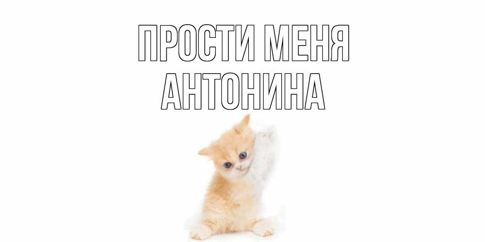 Открытка на каждый день с именем, Антонина Прости меня кот Прикольная открытка с пожеланием онлайн скачать бесплатно 