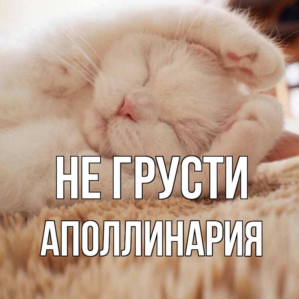 Открытка на каждый день с именем, Аполлинария Не грусти белый кот Прикольная открытка с пожеланием онлайн скачать бесплатно 