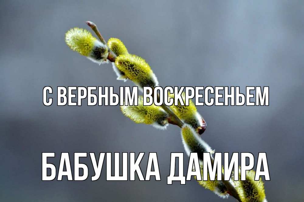Открытка на каждый день с именем, Бабушка-Дамира С вербным воскресеньем верба Прикольная открытка с пожеланием онлайн скачать бесплатно 