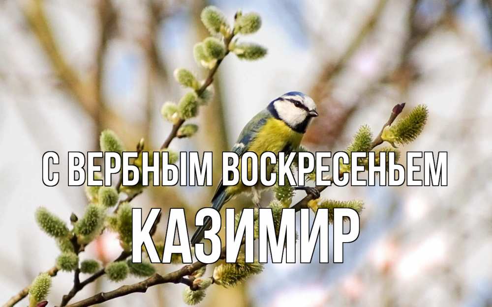 Открытка на каждый день с именем, Казимир С вербным воскресеньем верба Прикольная открытка с пожеланием онлайн скачать бесплатно 