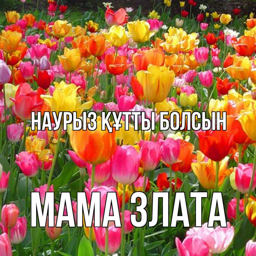 Открытка на каждый день с именем, Мама-Злата Наурыз құтты болсын на наурыз  ура ура Прикольная открытка с пожеланием онлайн скачать бесплатно 