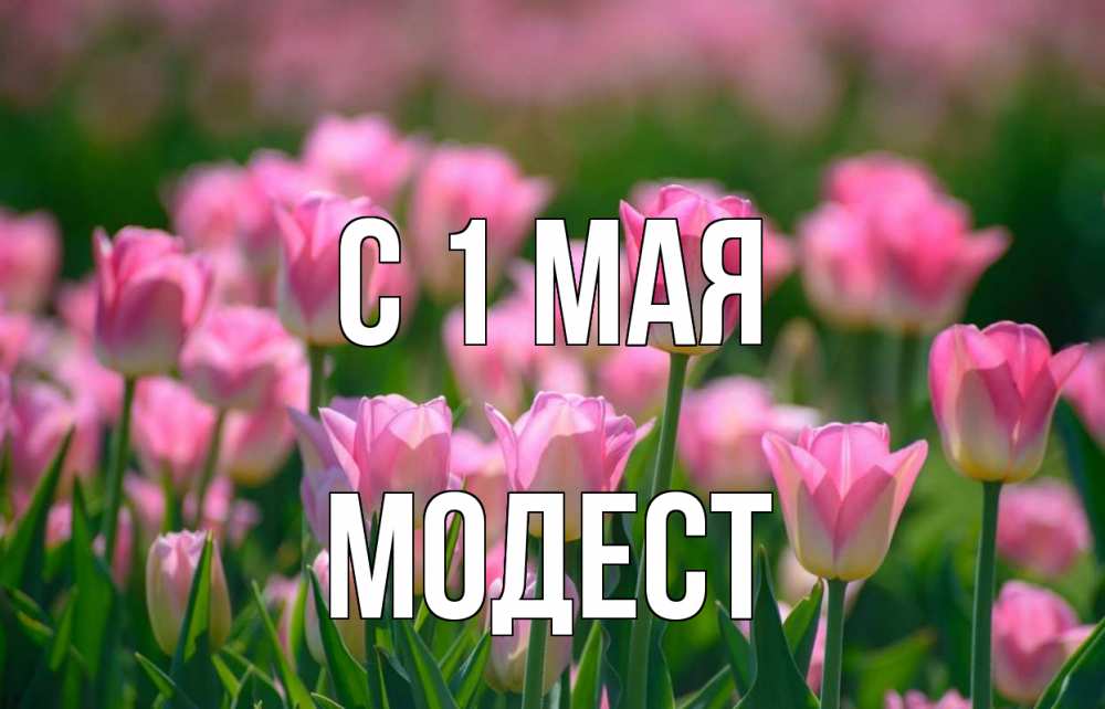 Открытка на каждый день с именем, Модест С 1 мая С 1 мая Прикольная открытка с пожеланием онлайн скачать бесплатно 