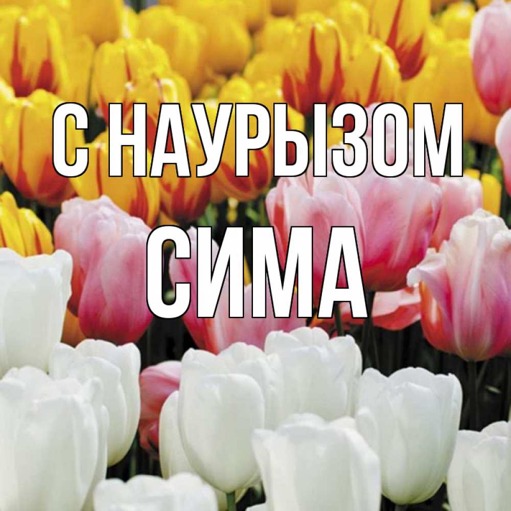 Открытка на каждый день с именем, Сима С наурызом разноцветные цветы Прикольная открытка с пожеланием онлайн скачать бесплатно 