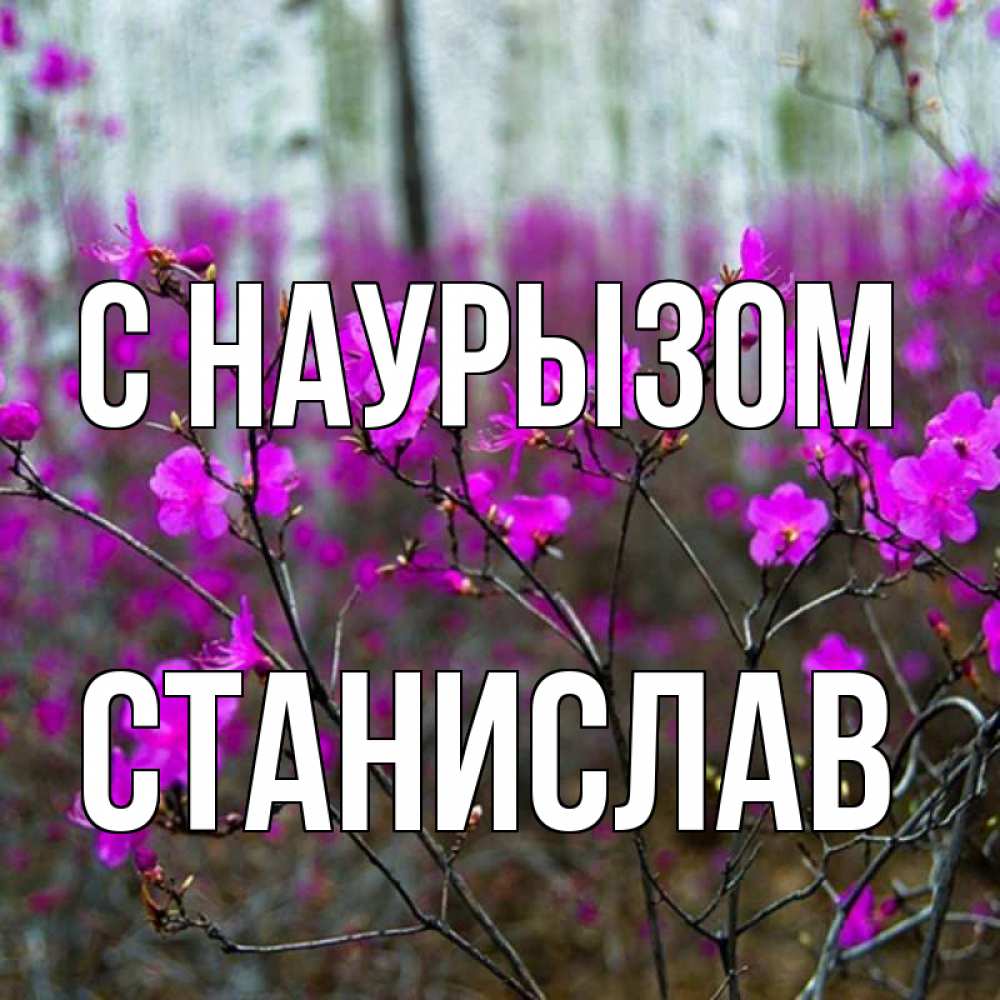 Открытка на каждый день с именем, Станислав С наурызом дикие цветы Прикольная открытка с пожеланием онлайн скачать бесплатно 