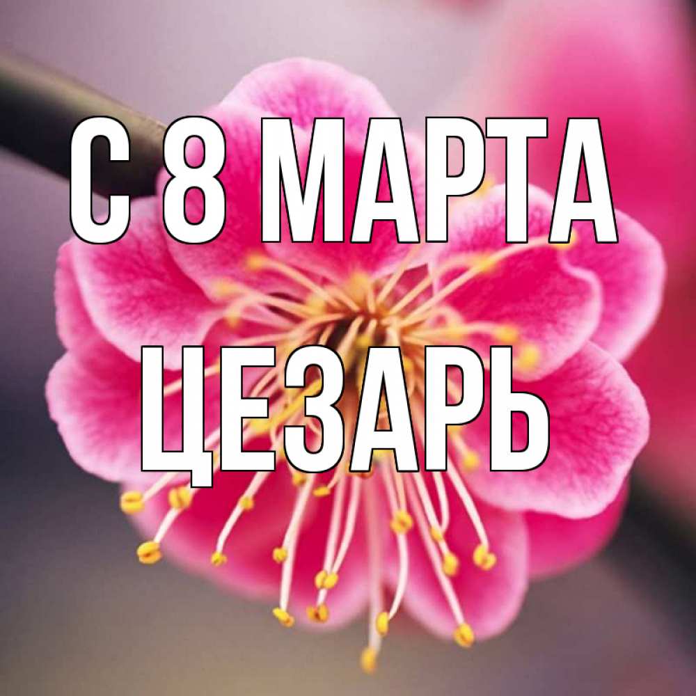 Открытка на каждый день с именем, Цезарь С 8 МАРТА цветы Прикольная открытка с пожеланием онлайн скачать бесплатно 