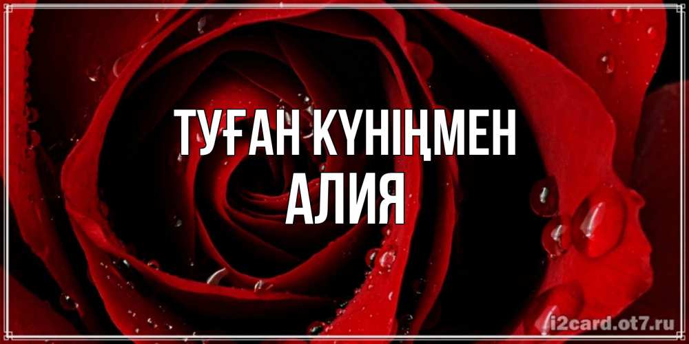 Открытка на каждый день с именем, Алия Туған күніңмен крупная бордовая роза Прикольная открытка с пожеланием онлайн скачать бесплатно 