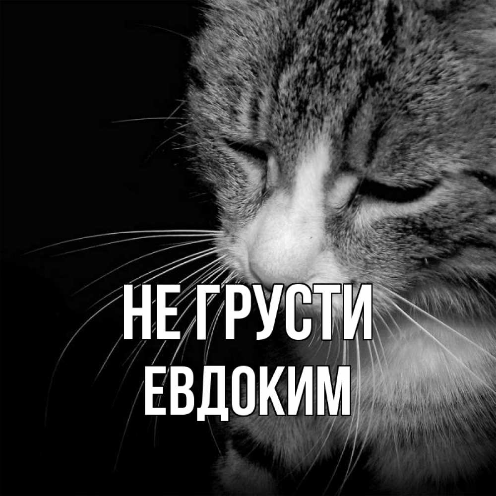 Открытка на каждый день с именем, Евдоким Не грусти грустный котик Прикольная открытка с пожеланием онлайн скачать бесплатно 