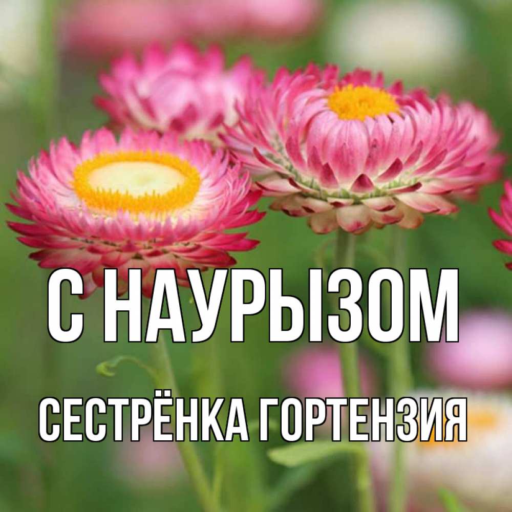 Открытка на каждый день с именем, Сестрёнка-Гортензия С наурызом подарок на международный женский день Прикольная открытка с пожеланием онлайн скачать бесплатно 