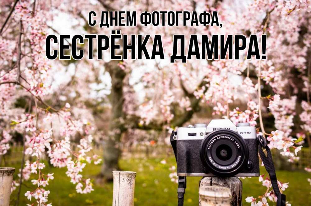 Открытка на каждый день с именем, Сестрёнка-Дамира С днем фотографа сирень с днем фотографа, фотоаппарат Прикольная открытка с пожеланием онлайн скачать бесплатно 