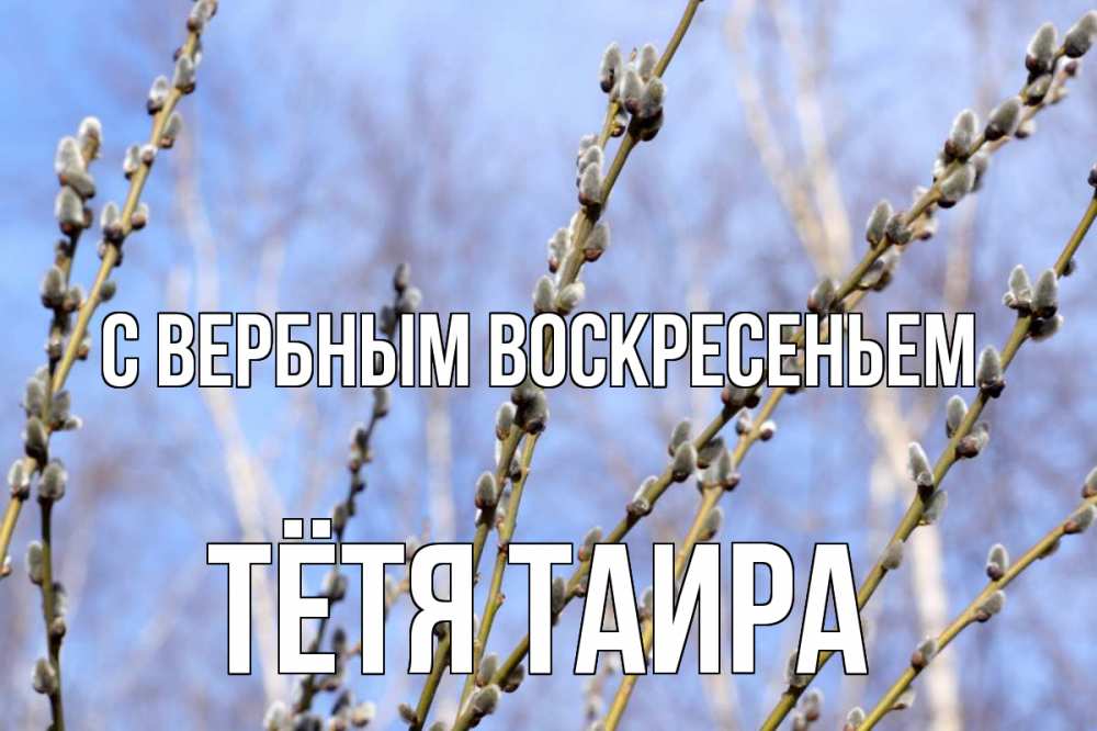 Открытка на каждый день с именем, Тётя-Таира С вербным воскресеньем верба Прикольная открытка с пожеланием онлайн скачать бесплатно 