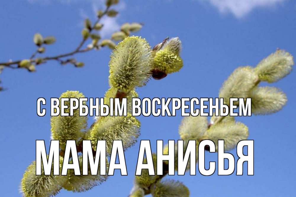 Открытка на каждый день с именем, Мама-Анисья С вербным воскресеньем верба Прикольная открытка с пожеланием онлайн скачать бесплатно 
