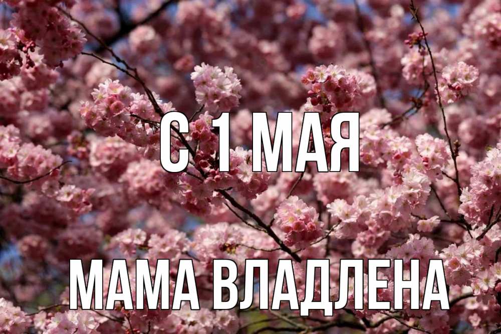 Открытка на каждый день с именем, Мама-Владлена С 1 мая С 1 мая Прикольная открытка с пожеланием онлайн скачать бесплатно 