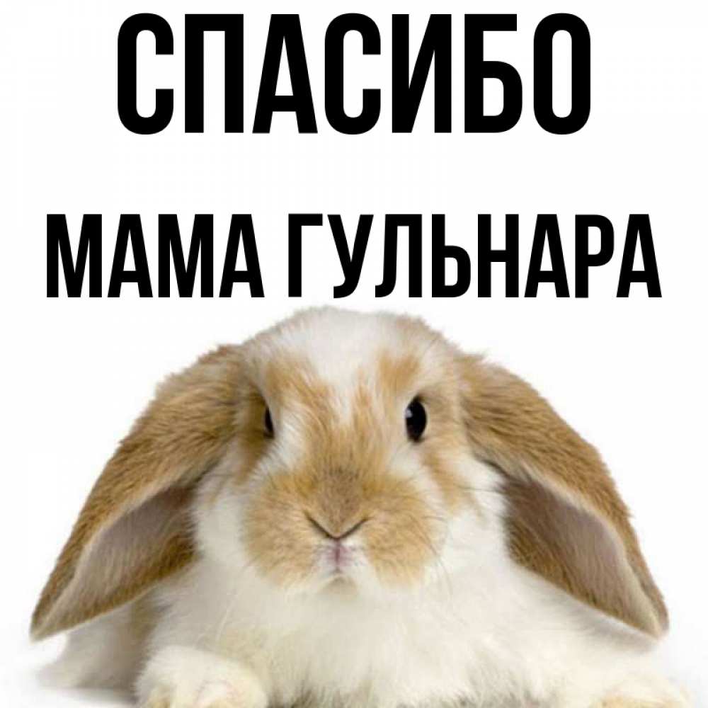 Открытка на каждый день с именем, Мама-Гульнара Спасибо коричнево белый заяц Прикольная открытка с пожеланием онлайн скачать бесплатно 