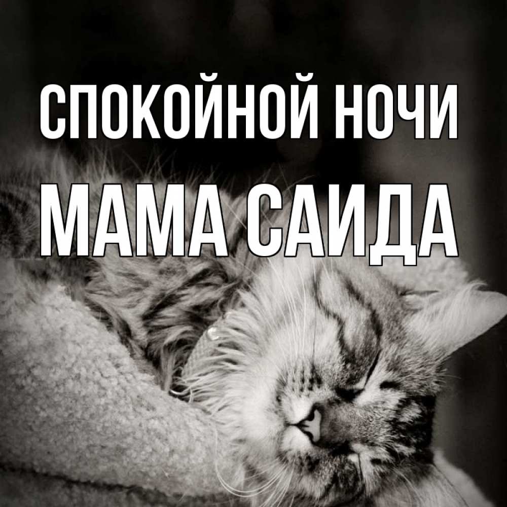 Открытка на каждый день с именем, Мама-Саида Спокойной ночи котярик пушистый Прикольная открытка с пожеланием онлайн скачать бесплатно 
