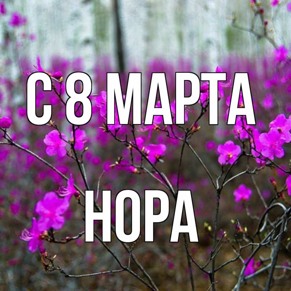 Открытка на каждый день с именем, Нора С 8 МАРТА дикие цветы Прикольная открытка с пожеланием онлайн скачать бесплатно 