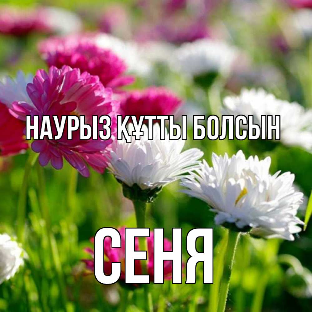 Открытка на каждый день с именем, Сеня Наурыз құтты болсын наурыз Прикольная открытка с пожеланием онлайн скачать бесплатно 