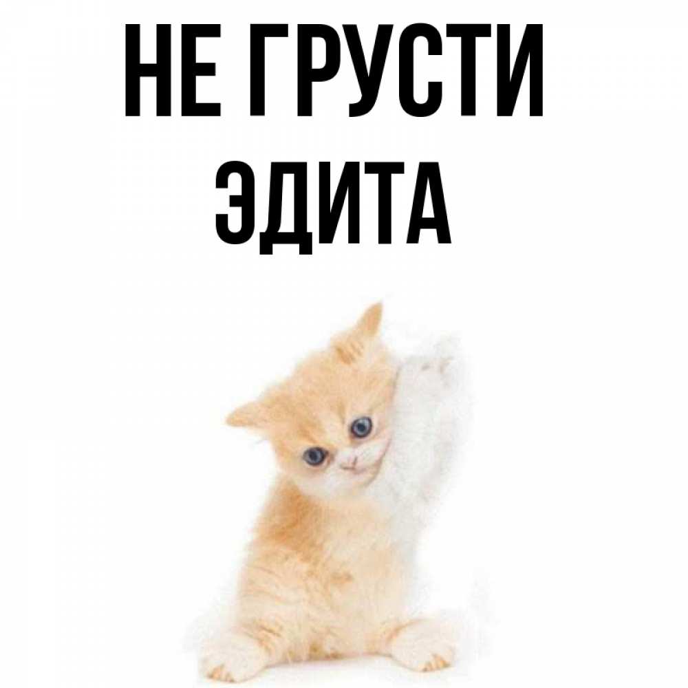 Открытка на каждый день с именем, Эдита Не грусти просящий кот Прикольная открытка с пожеланием онлайн скачать бесплатно 