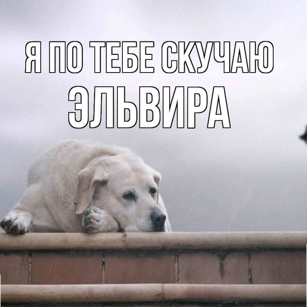 Открытка на каждый день с именем, Эльвира Я по тебе скучаю ждет Прикольная открытка с пожеланием онлайн скачать бесплатно 