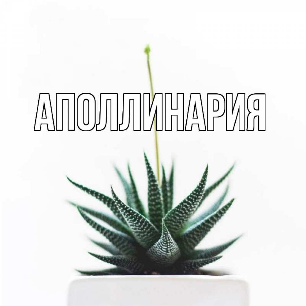Открытка на каждый день с именем, Аполлинария Главная короче это непонятная колючка Прикольная открытка с пожеланием онлайн скачать бесплатно 