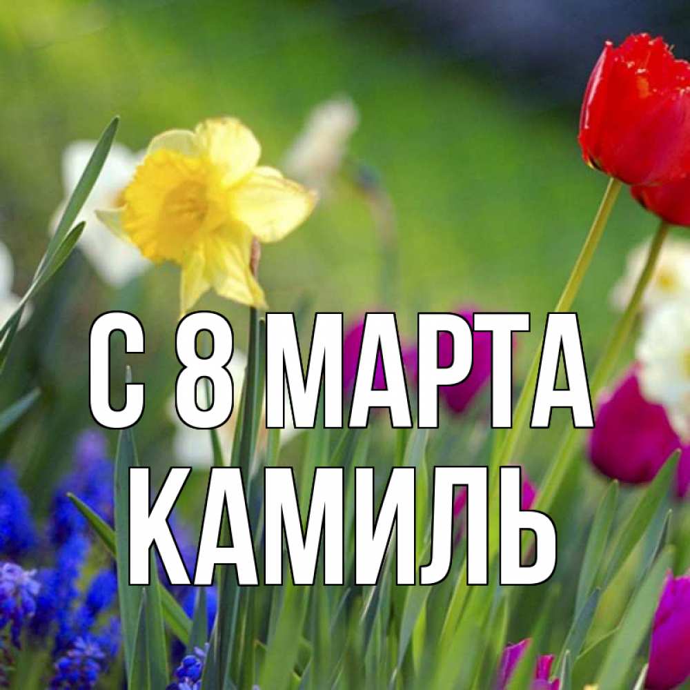 Картинка С 8 МАРТА, Камиль