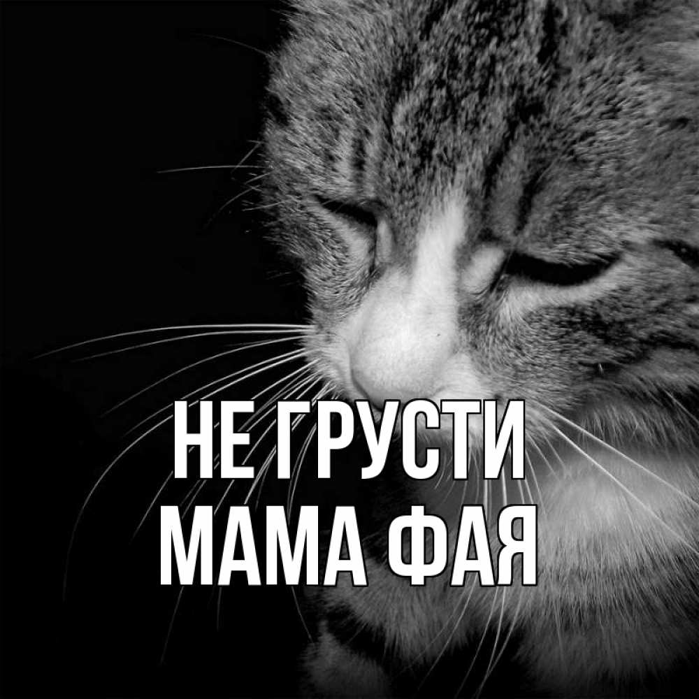 Открытка на каждый день с именем, Мама-Фая Не грусти грустный котик Прикольная открытка с пожеланием онлайн скачать бесплатно 