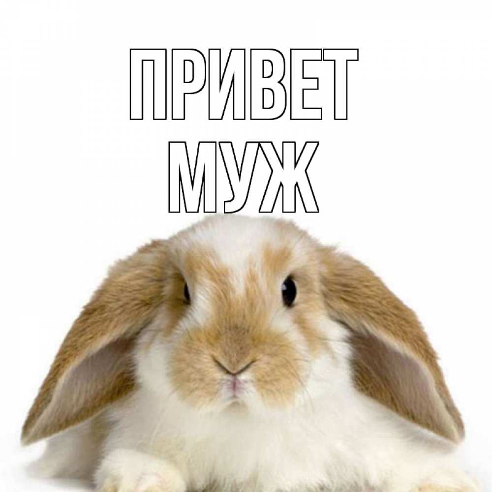 Открытка на каждый день с именем, Муж Привет с животными Прикольная открытка с пожеланием онлайн скачать бесплатно 