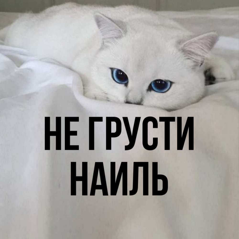 Открытка на каждый день с именем, Наиль Не грусти Голубоглазая кошка Прикольная открытка с пожеланием онлайн скачать бесплатно 