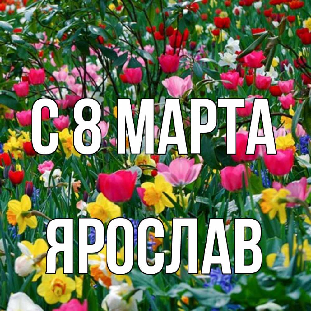 Открытка на каждый день с именем, Ярослав С 8 МАРТА с международным женским днем поздравления для женщины Прикольная открытка с пожеланием онлайн скачать бесплатно 